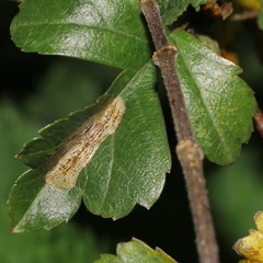 Phyllonorycter corylifoliella