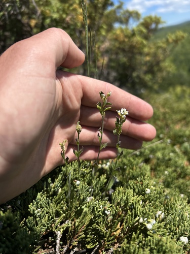 Draba arabisans, photograph 5