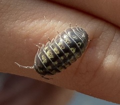 Armadillidium vulgare