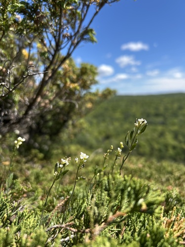 Draba arabisans, photograph 6