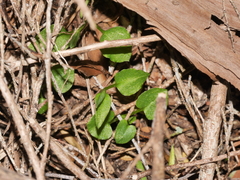 Pterostylis alobula
