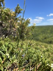 (c) Justin Donahue, some rights reserved (CC BY) Draba arabisans, photograph (c) Justin Donahue, some rights reserved (CC BY)