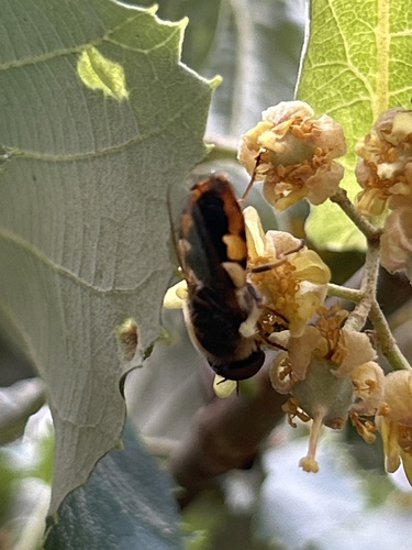 Ornate Brigadier Fly