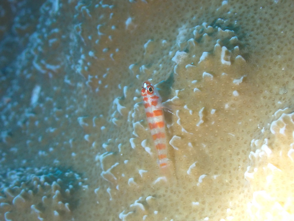 Candycane Dwarfgoby