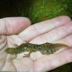 Lissotriton vulgaris