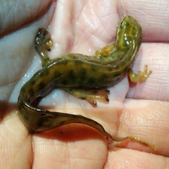 Lissotriton vulgaris