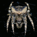 Araneus angulatus - Photo (c) Gilles San Martin, μερικά δικαιώματα διατηρούνται (CC BY-SA), uploaded by Gilles San Martin