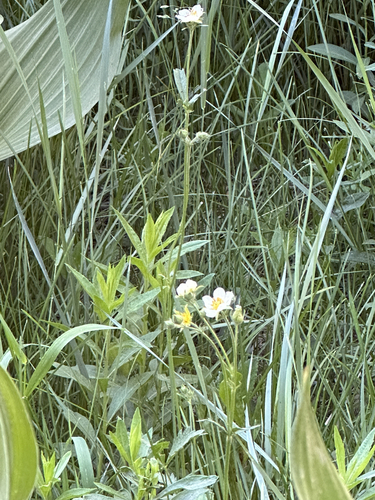 iNaturalist observation photo of woodbeauty