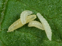 Contarinia viburnorum