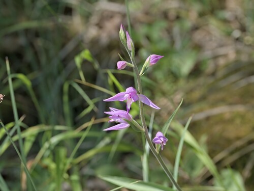Red Helleborine