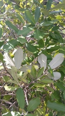 Pittosporum ralphii