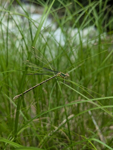 Giant Green Spreadwing