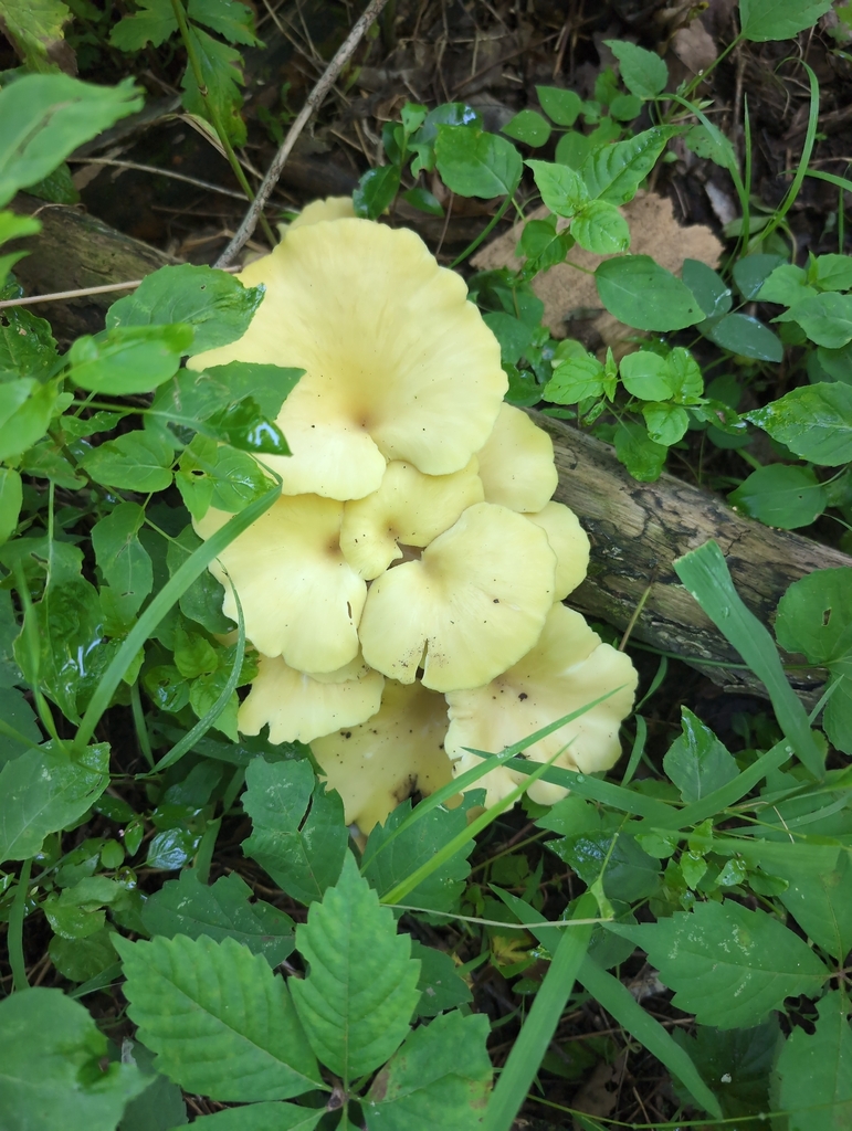 Golden Oyster Mushroom · June 2026 · photo: Photo: (c) Brian Hale, some rights reserved (CC BY) · iNaturalist