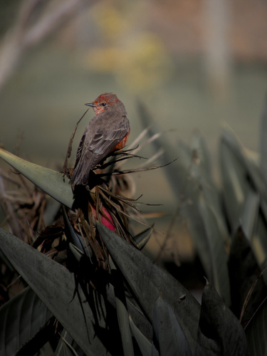 Vermilion Flycatcher