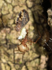 Theridion zantholabio