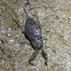 Nepa cinerea