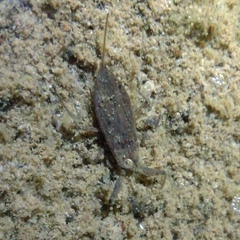 Nepa cinerea