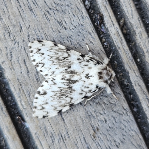Black Arches