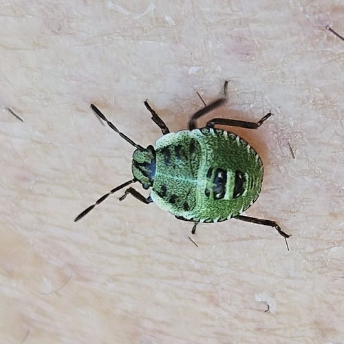 Green Shield Bug