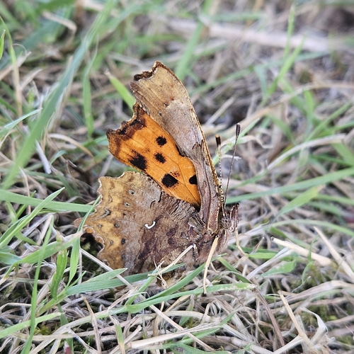 European Comma