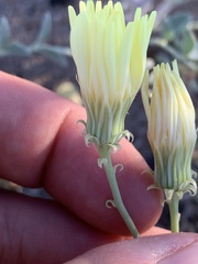 Malacothrix sonchoides