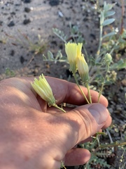 Malacothrix sonchoides