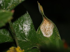 Phyllonorycter corylifoliella