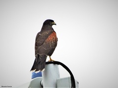 Parabuteo unicinctus