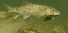 Vistula Barbel photo 1