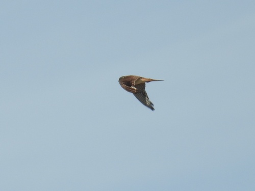 American Kestrel