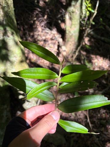 Eurya strigillosa observed 2026-06-19