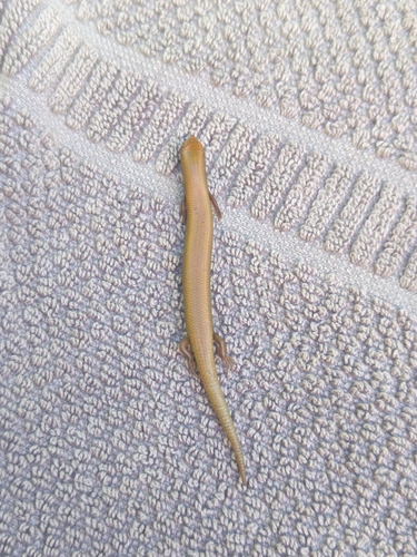 Bedriaga's Skink