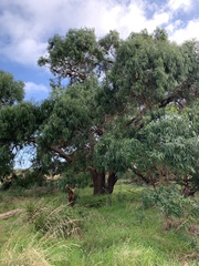 Eucalyptus viminalis pryoriana