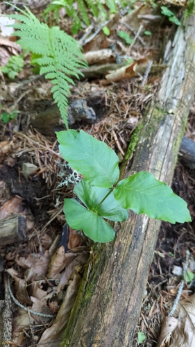 European beech