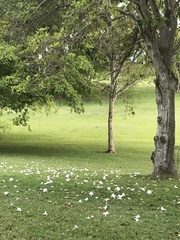 Tabebuia heterophylla