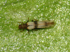 Parthenothrips dracaenae