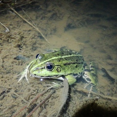 Pelophylax