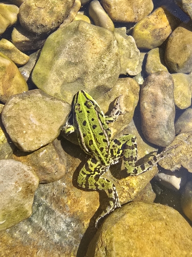 Edible Frog