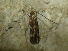 Oinophila v-flava