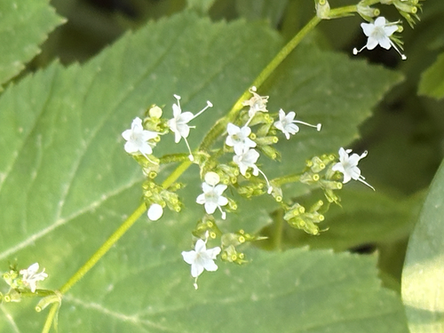 iNaturalist observation photo of California valerian