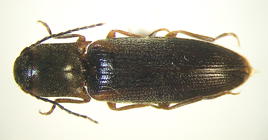 Dalopius cognatus