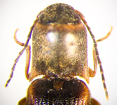 Dalopius cognatus