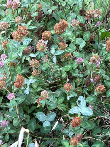 Red Clover