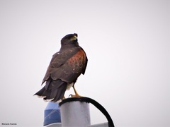 Parabuteo unicinctus