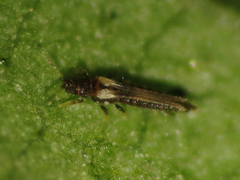 Echinothrips americanus