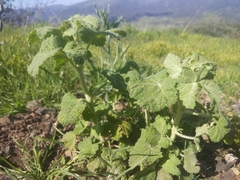 Malacothamnus aboriginum