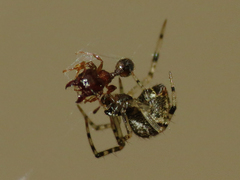 Parasteatoda tepidariorum