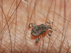 Pactola variabilis