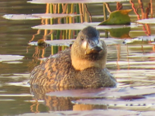 iNaturalist: (c) christine_scott, some rights reserved (CC BY-NC), uploaded by christine_scott iNaturalist image