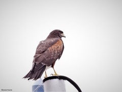 Parabuteo unicinctus